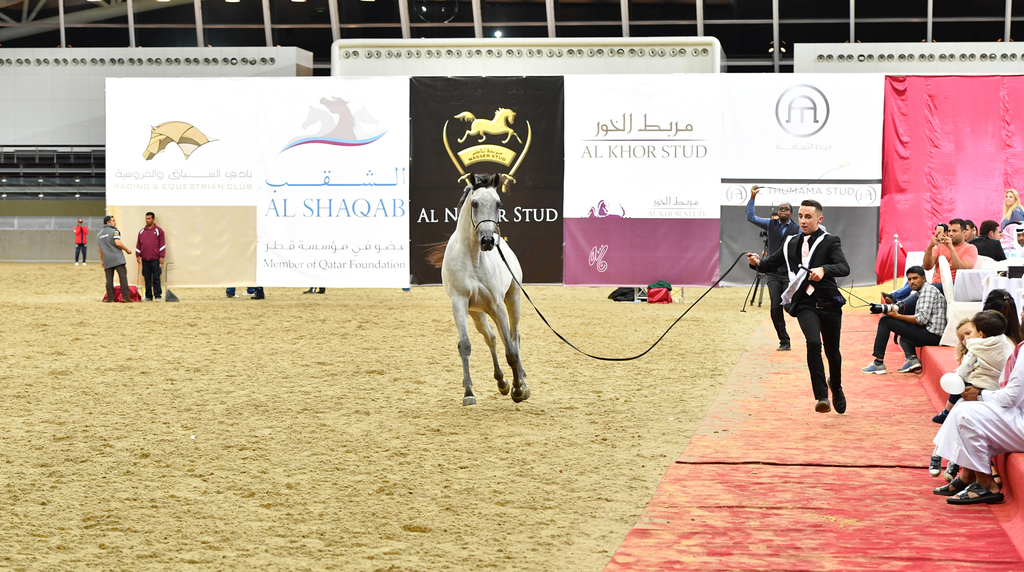 Sayf Al Jood: Yearling Colt