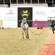 Sayf Al Jood: Yearling Colt