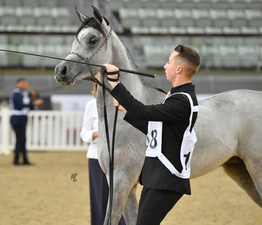 Sayf Al Jood: Yearling Colt