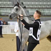 Sayf Al Jood: Yearling Colt