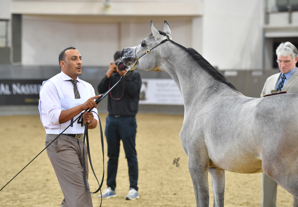 Shabab Al Nasser: Yearling Colt