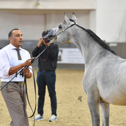Shabab Al Nasser: Yearling Colt