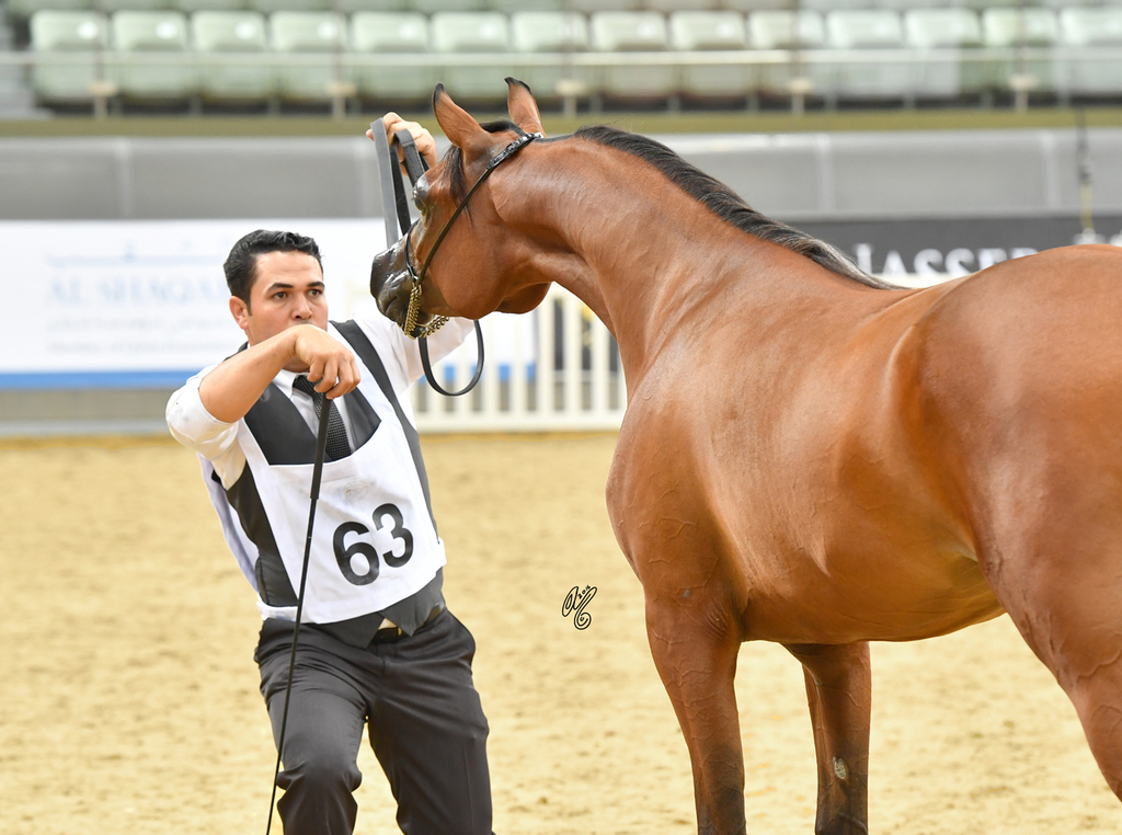 D Shaddah: Yearling Filly