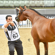 D Shaddah: Yearling Filly