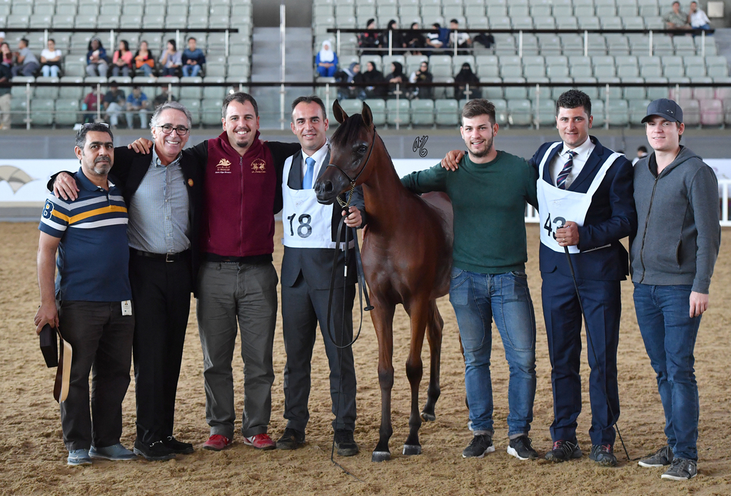 Hadba Al Shaqab: Yearling Filly