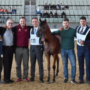 Hadba Al Shaqab: Yearling Filly