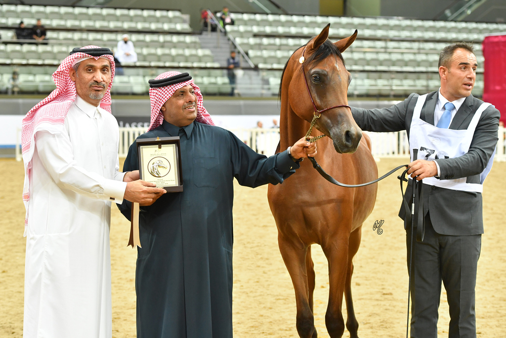 Majdya Al Shaqab: Yearling Filly