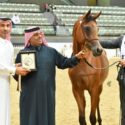 Majdya Al Shaqab: Yearling Filly