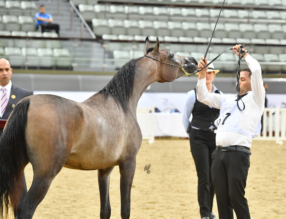 Dalilat Al Shaqab: Yearling Filly
