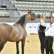 Dalilat Al Shaqab: Yearling Filly