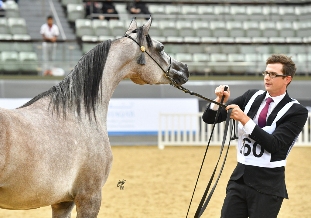 Fraiha Al Shaqab: Yearling Filly