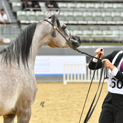 Fraiha Al Shaqab: Yearling Filly