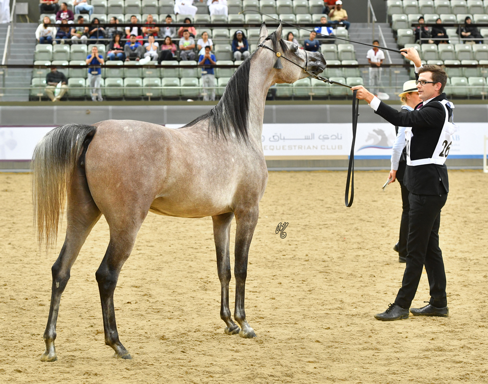 Fraiha Al Shaqab: Yearling Filly