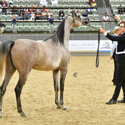 Fraiha Al Shaqab: Yearling Filly