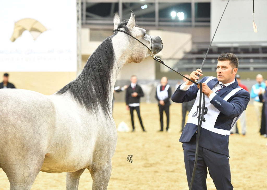 Majdya Al Shaqab: Yearling Filly