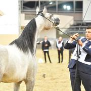 Majdya Al Shaqab: Yearling Filly