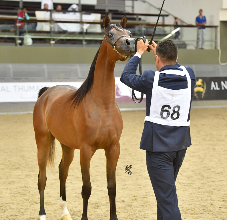 Marmar Al Shaqab: Yearling Filly