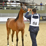 Marmar Al Shaqab: Yearling Filly