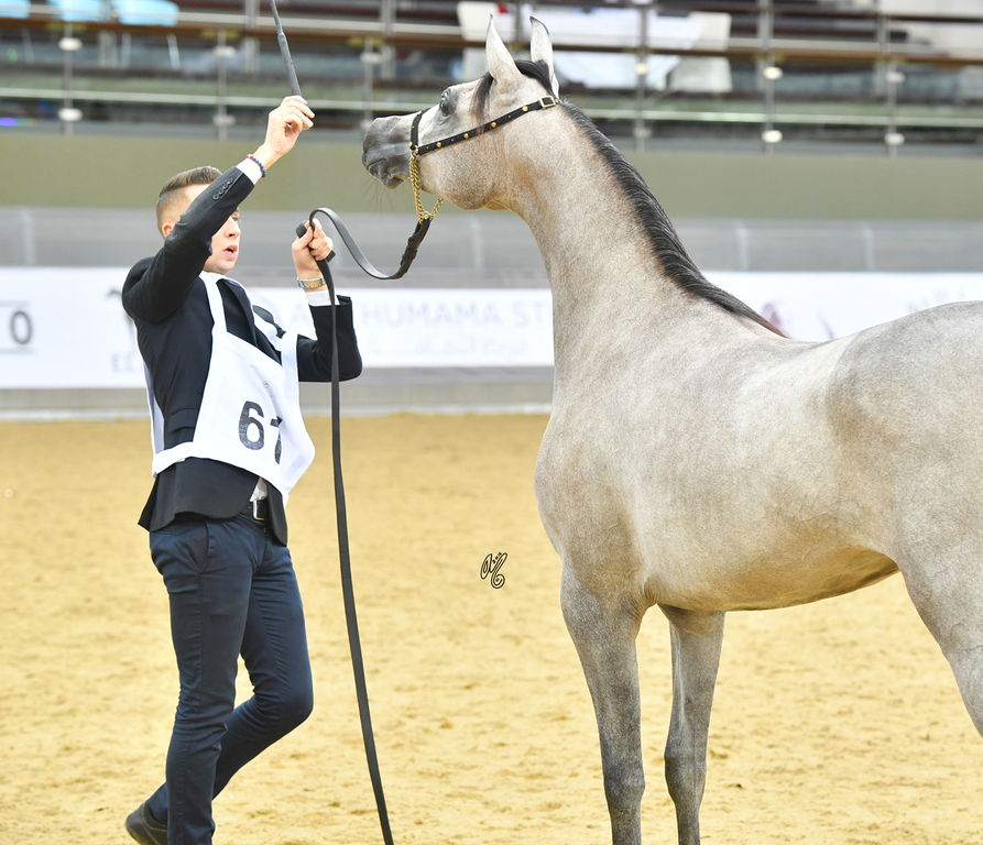  Mazayen Al Jood: Yearling Filly