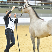  Mazayen Al Jood: Yearling Filly