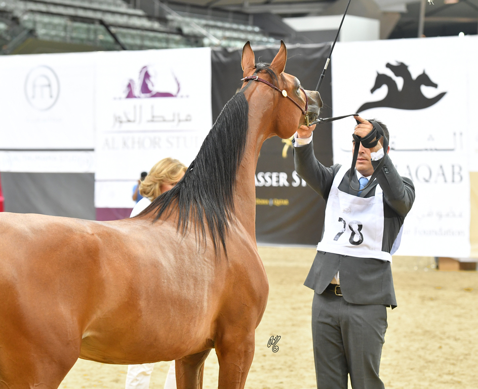 Menwah Al Shaqab: Yearling Filly