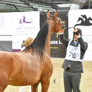 Menwah Al Shaqab: Yearling Filly