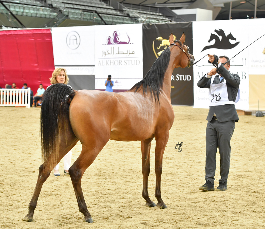 Menwah Al Shaqab: Yearling Filly