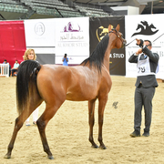Menwah Al Shaqab: Yearling Filly