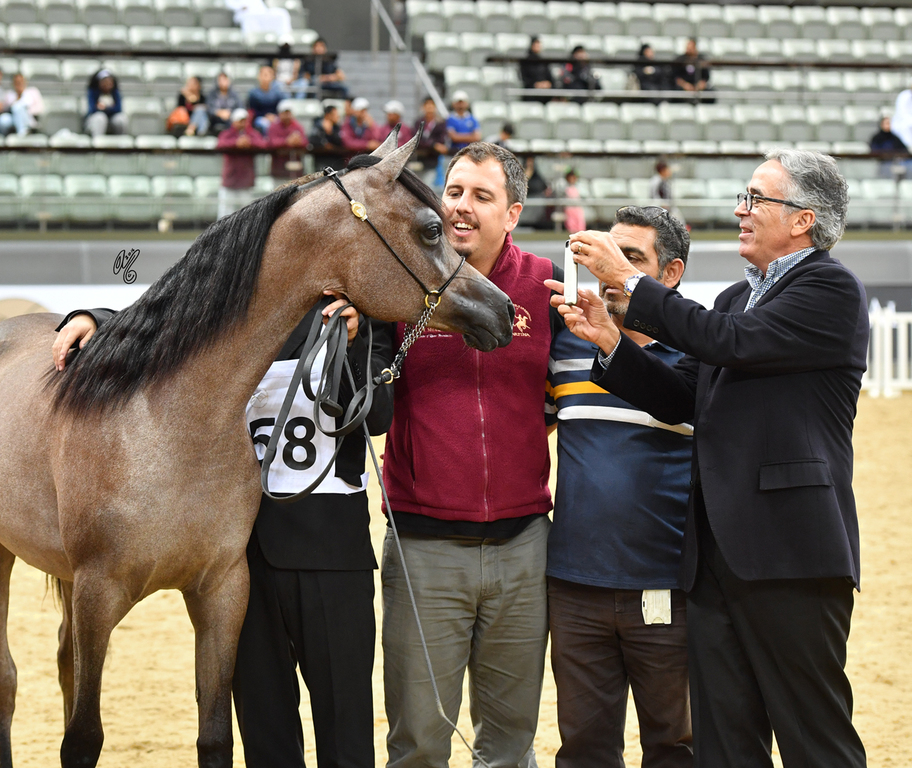 Um Graiba Al Shaqab: Yearling Filly