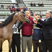 Um Graiba Al Shaqab: Yearling Filly