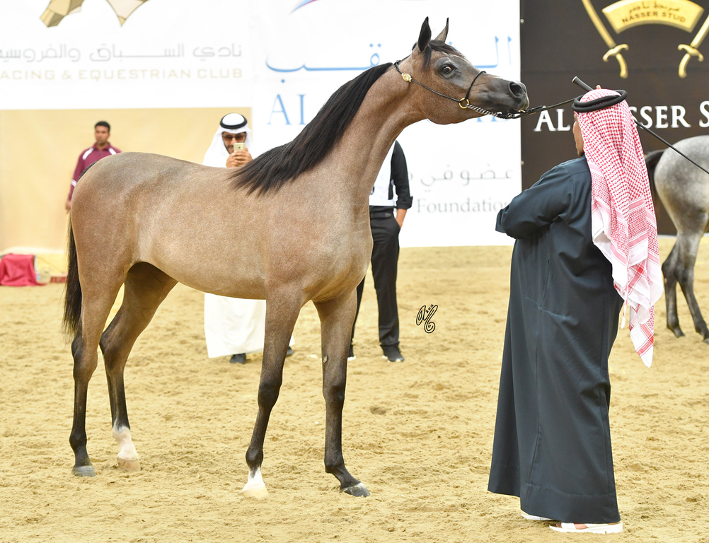 Um Graiba Al Shaqab: Yearling Filly
