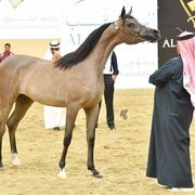 Um Graiba Al Shaqab: Yearling Filly