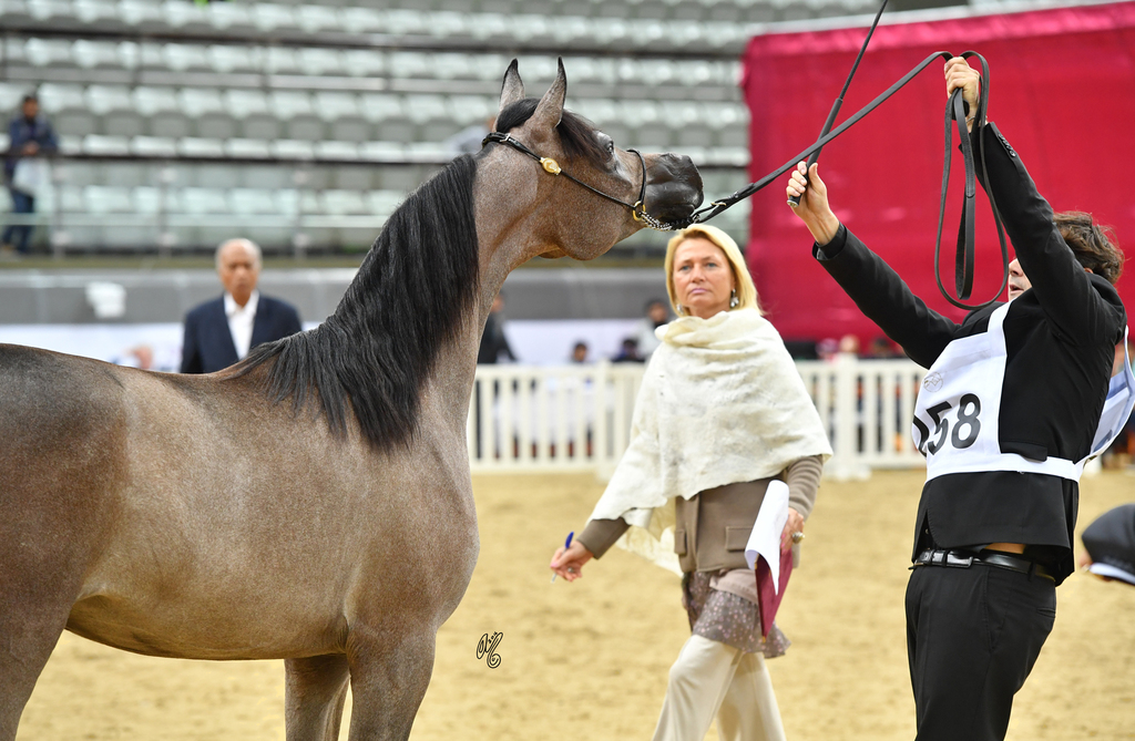 Um Graiba Al Shaqab: Yearling Filly