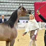 Um Graiba Al Shaqab: Yearling Filly