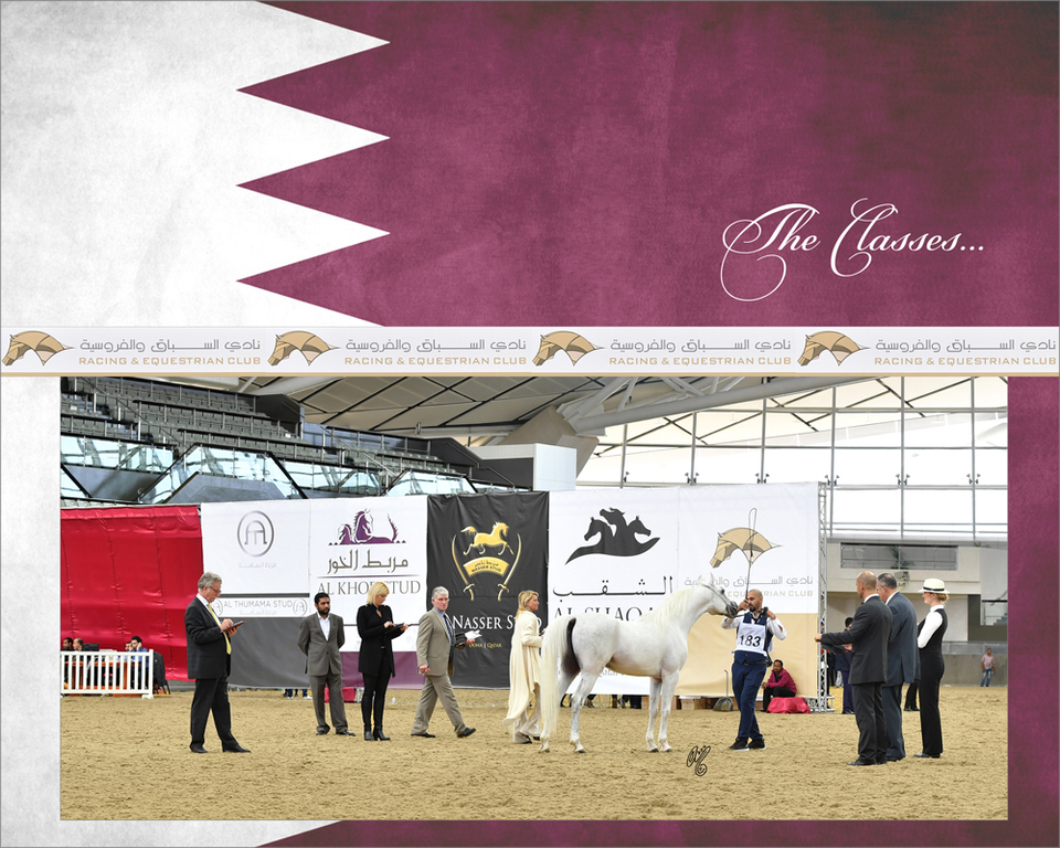 Lisa Abraham: 2016 Qatar Nationals for Purebred Arabian Horses Photo Gallery