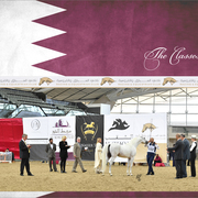 Lisa Abraham: 2016 Qatar Nationals for Purebred Arabian Horses Photo Gallery