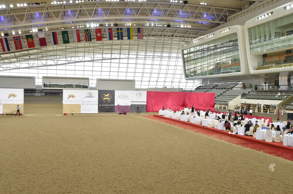 Lisa Abraham: 2016 Qatar Nationals for Purebred Arabian Horses Photo Gallery