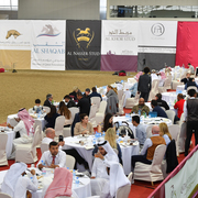Lisa Abraham: 2016 Qatar Nationals for Purebred Arabian Horses Photo Gallery