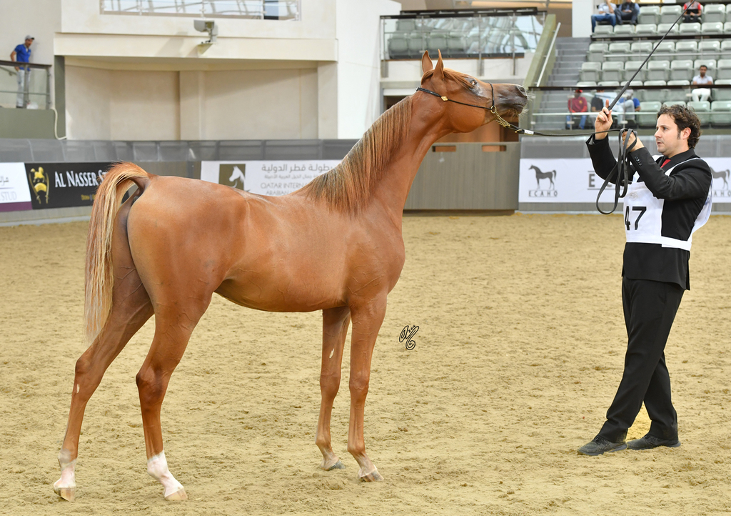 Hagras Al Shaqab: Colt Foal