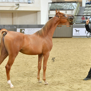 Hagras Al Shaqab: Colt Foal