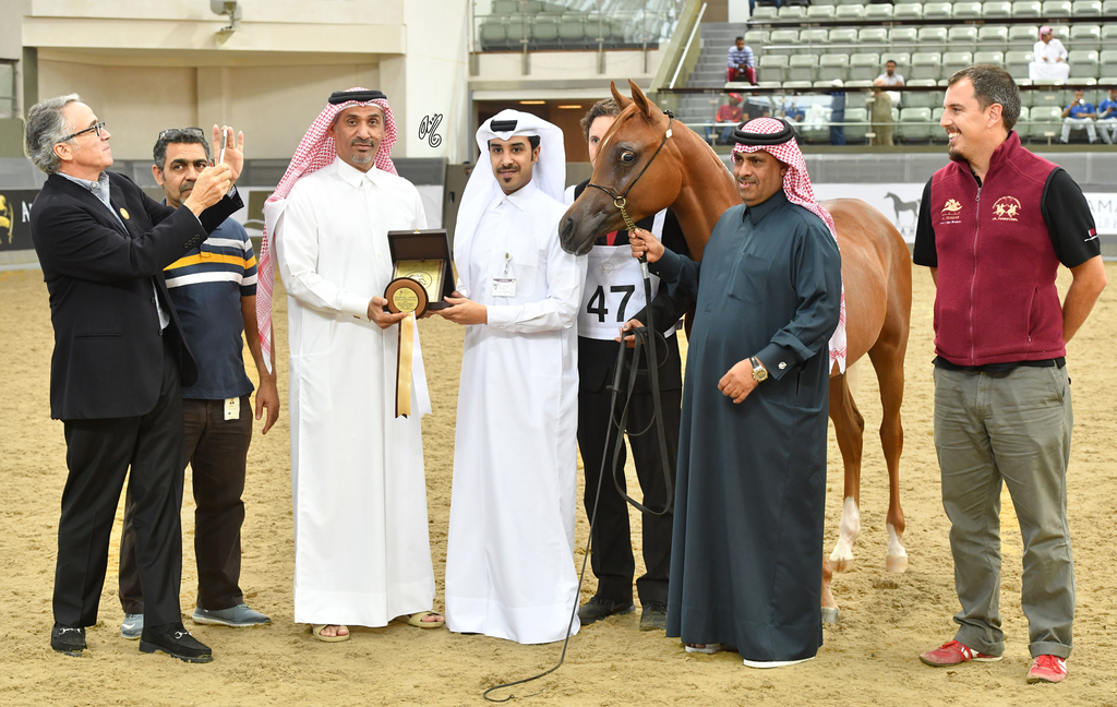 Hagras Al Shaqab: Colt Foal