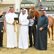 Hagras Al Shaqab: Colt Foal
