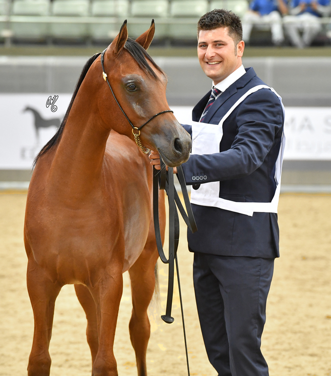 Theeb Al Shaqab: Colt Foal 