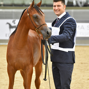 Theeb Al Shaqab: Colt Foal 