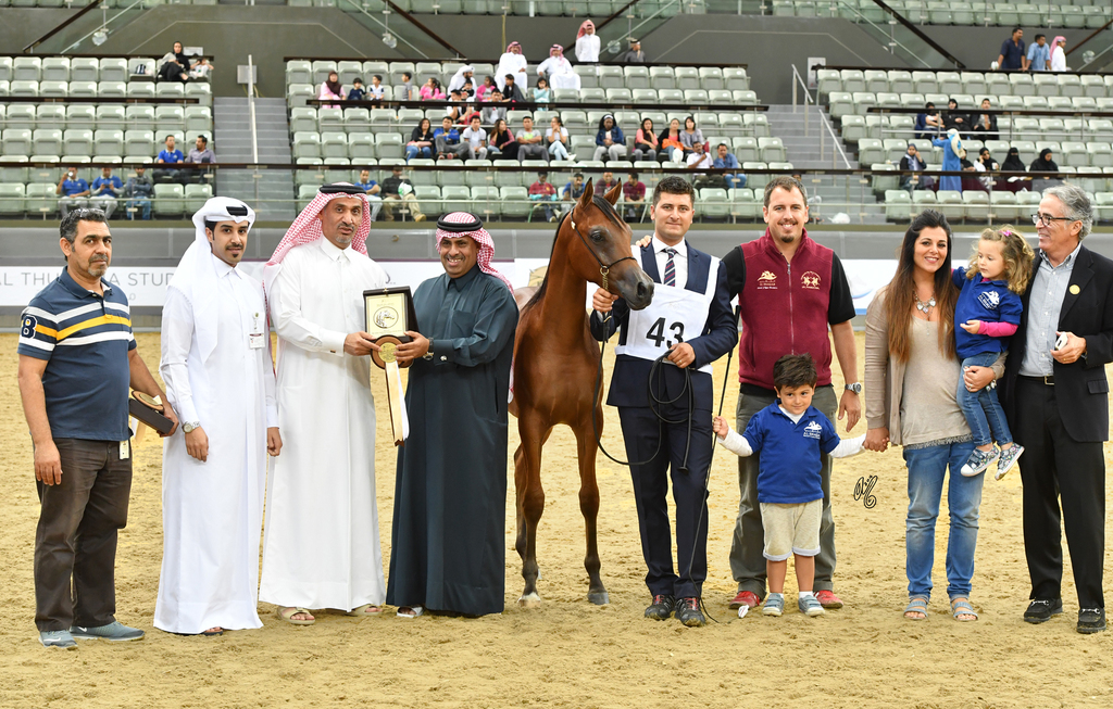Theeb Al Shaqab: Colt Foal 
