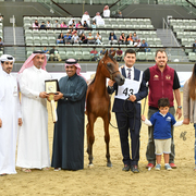 Theeb Al Shaqab: Colt Foal 