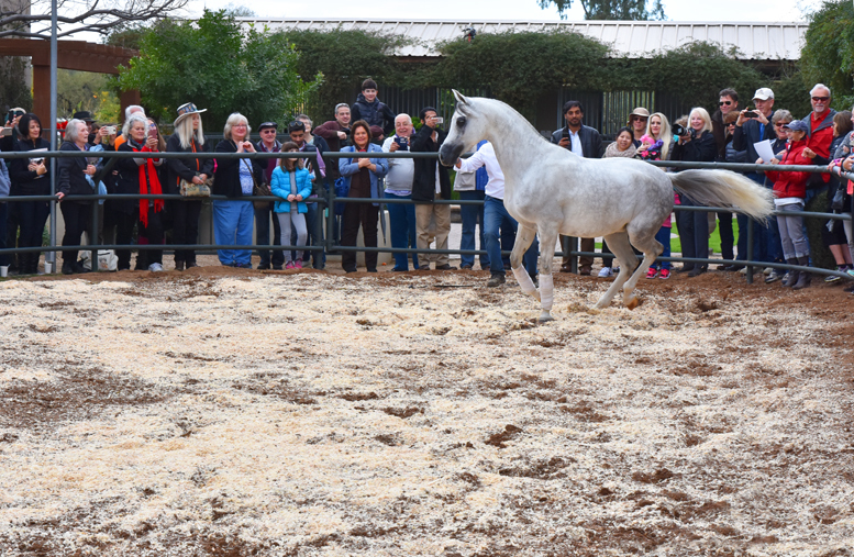 2017 Arabhorse Farm Tour Photos