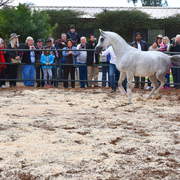 2017 Arabhorse Farm Tour Photos