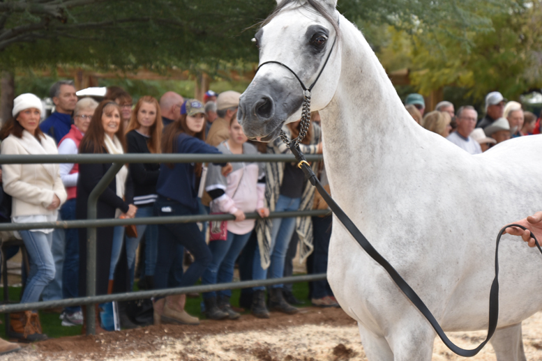 2017 Arabhorse Farm Tour Photos