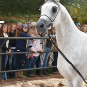 2017 Arabhorse Farm Tour Photos